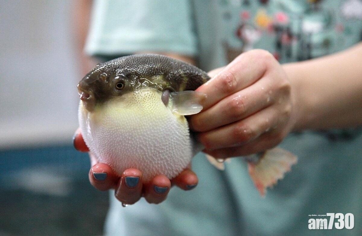 河豚雖然美味,但進食的話有中毒風險。