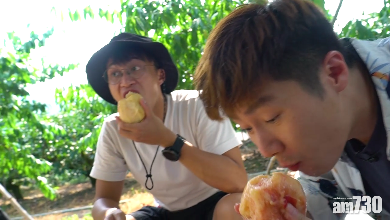 馳名和歌山川中島桃,吳業坤與周奕瑋不停食。