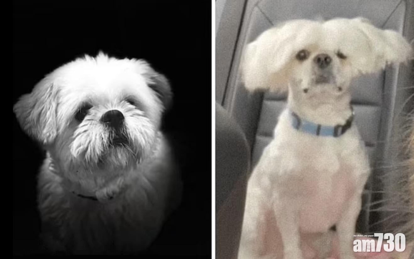 狗狗美容後變得核突,美容師一係求其,一係手勢唔好。(互聯網)