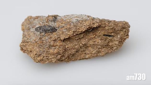 在奧地利鹽礦發現的古人類糞便。(互聯網)