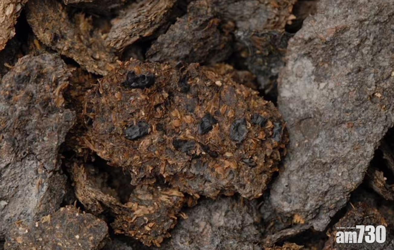 古人類糞便樣本有豆類、小米和大麥等殘留物。(互聯網)