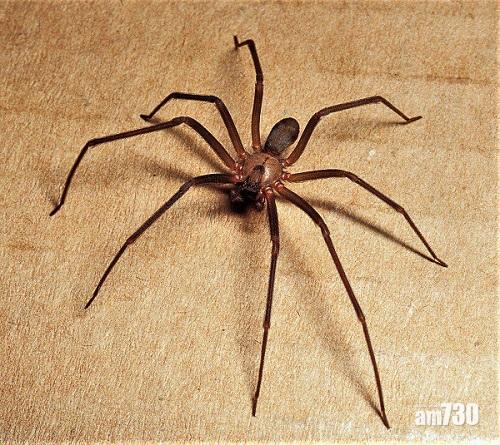 棕色遁蛛生活於北美洲,毒性強烈,曾有男子被咬後一日內身亡。
