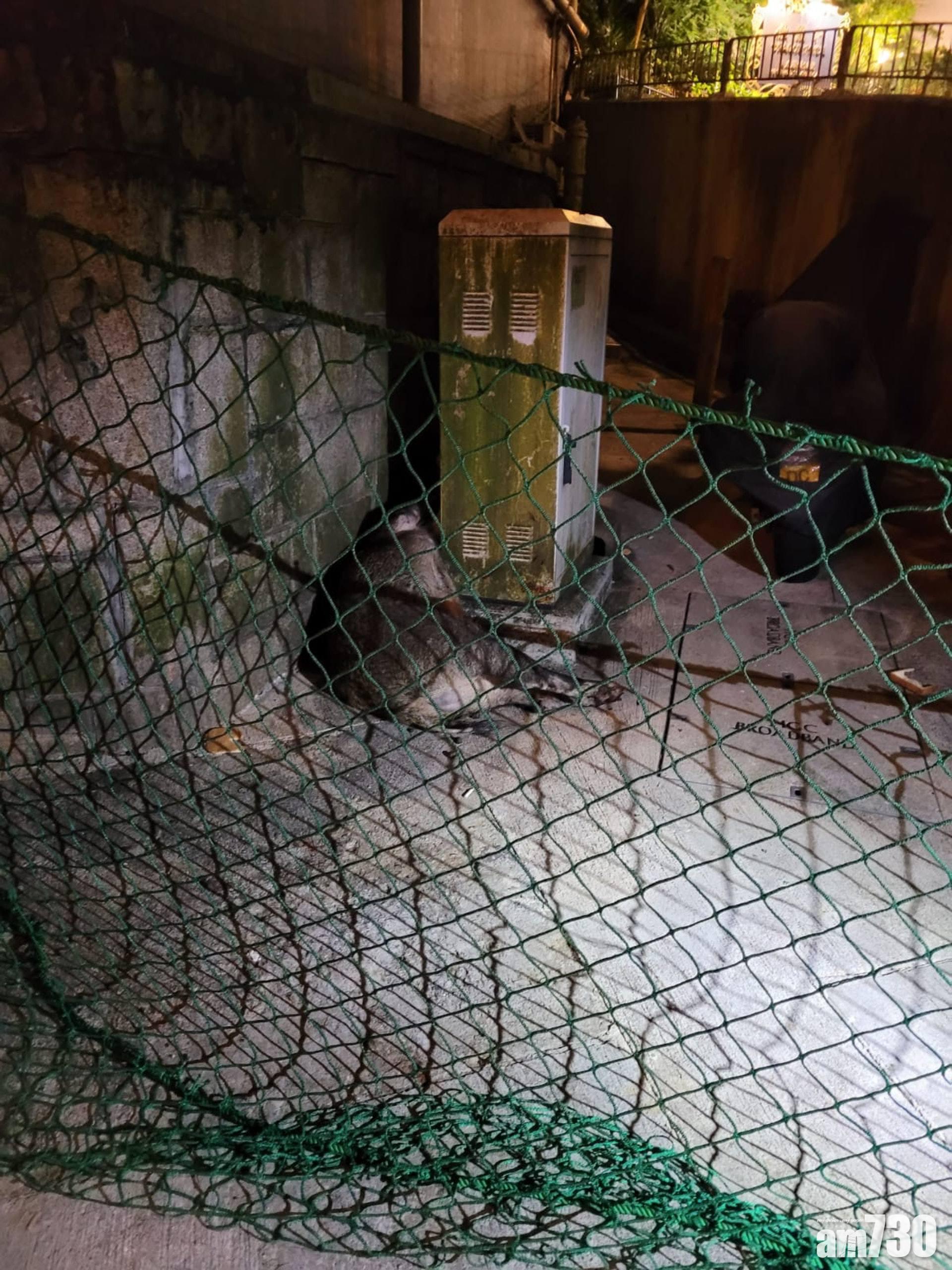 北角野豬咬傷輔警,血流如注,小腿傷口見骨。(網上圖片)