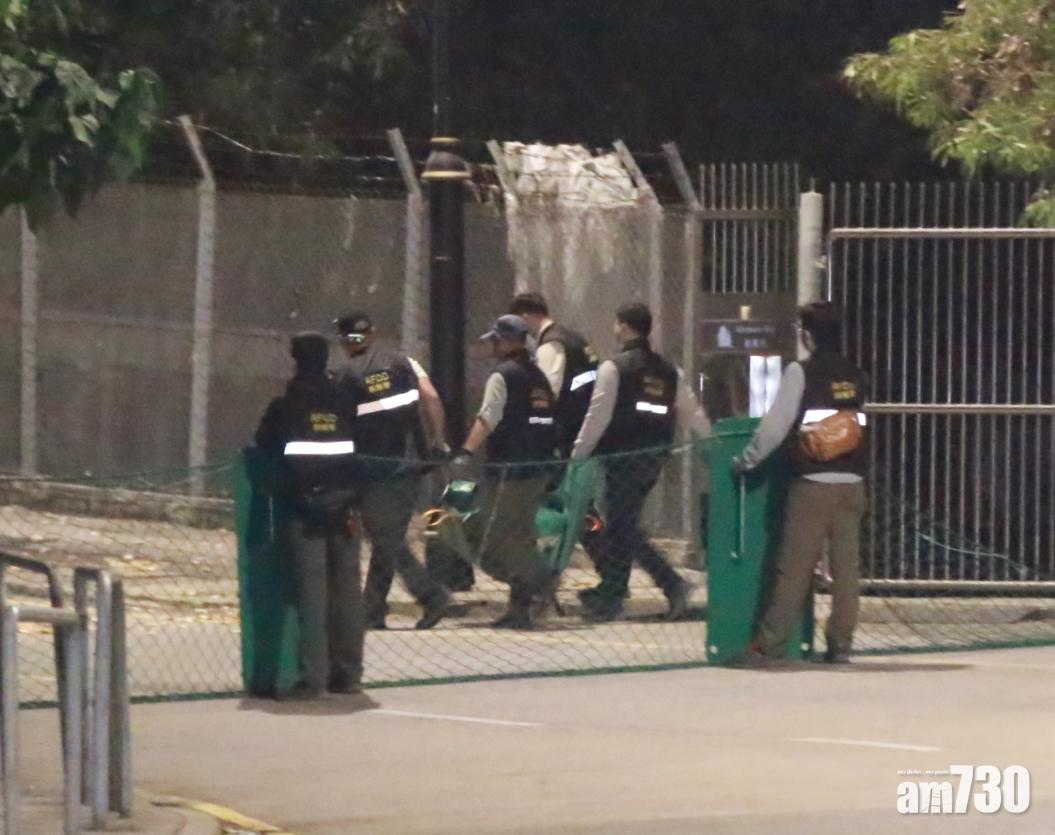 漁護署昨晚於黃竹坑深灣道捕殺7隻野豬。