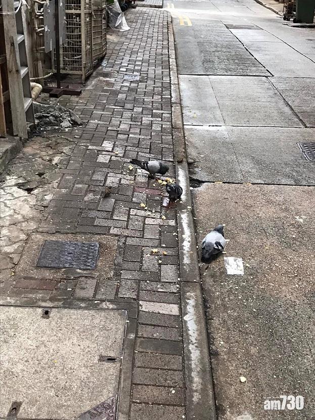有北角街坊擔心持續有人餵野鴿,令牠們聚集在街頭影響環境。(FB群組「北角有樂」)