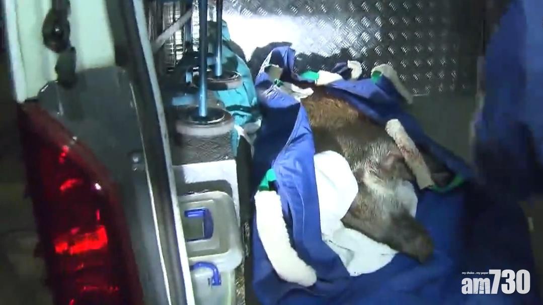 愛協兩名獸醫到場,在持盾牌警員的協助下,向野豬注射鎮靜劑,由消防撬開欄杆救出野豬。(網上片段截圖)