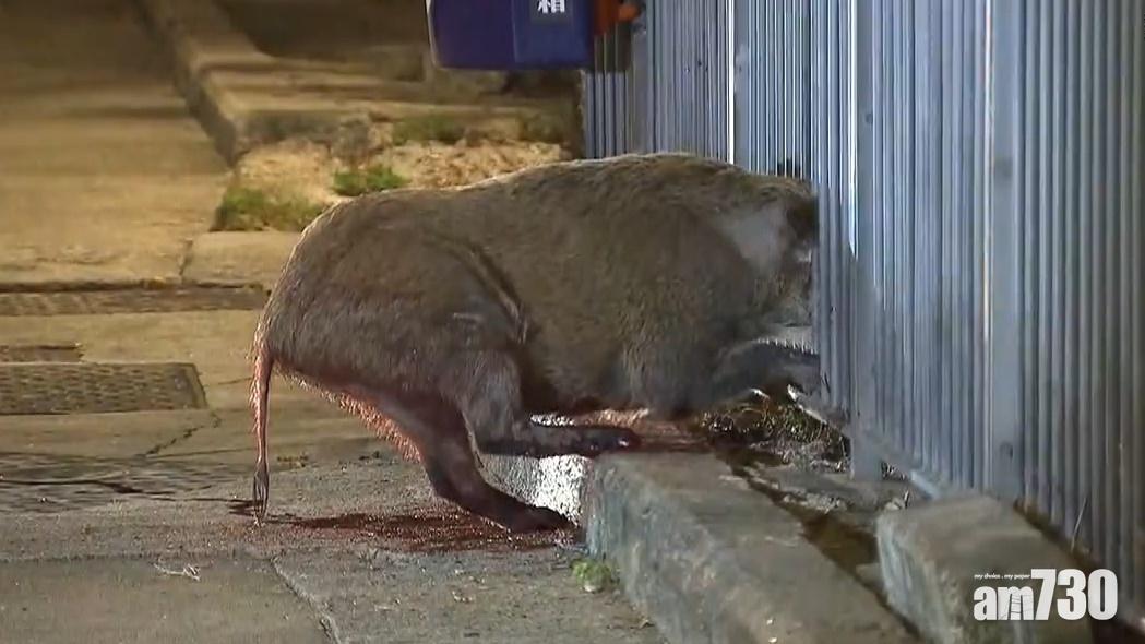 北角有野豬困欄杆受傷,由愛協獸醫協助獲救。(網上片段截圖)
