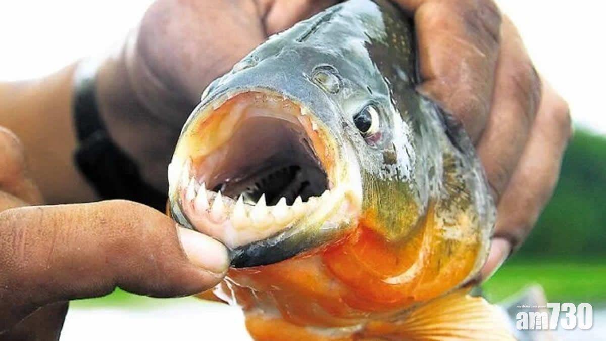 對泳客發動攻擊的是食人魚其中一個近親「Palometas」。(網上圖片)