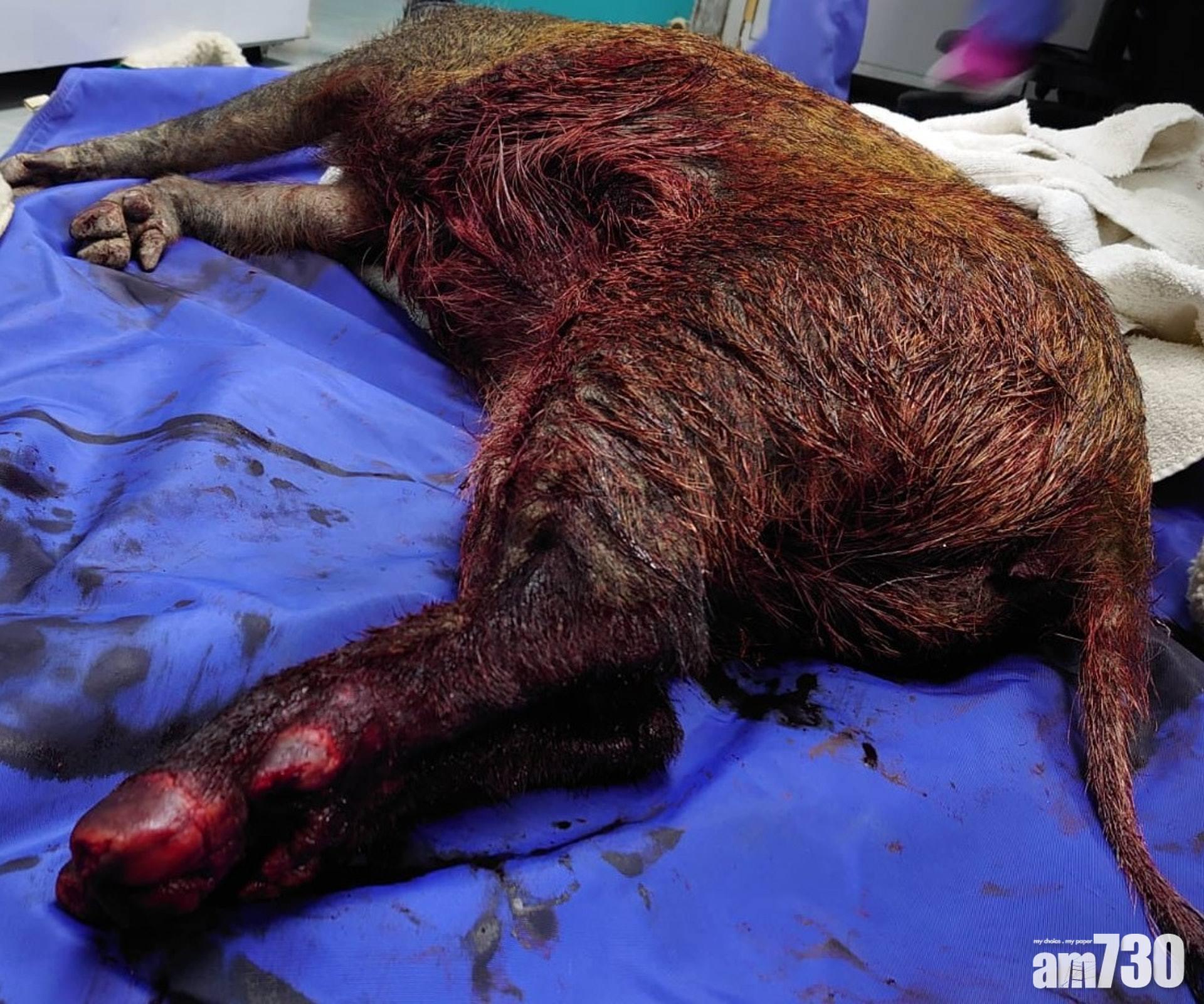 野豬傷勢嚴重。(愛協提供)