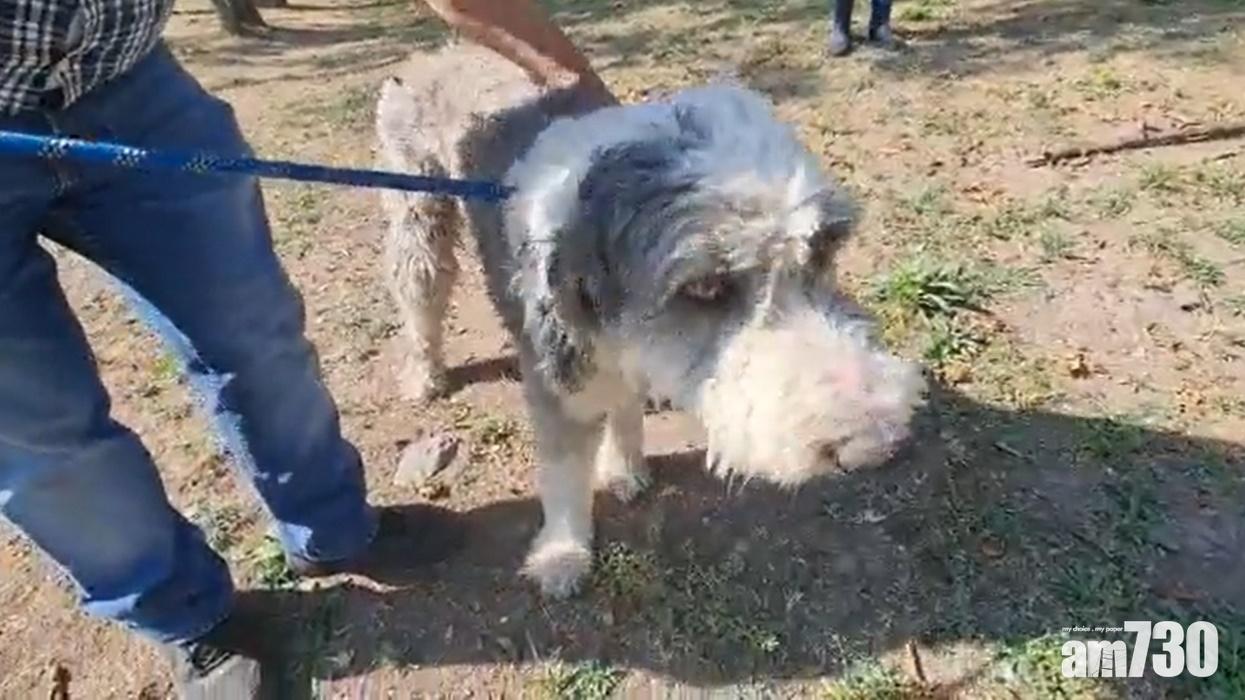 墨國無良阿媽屈隻狗性侵9歲女,只為包庇真正施暴者。(網上片段截圖)