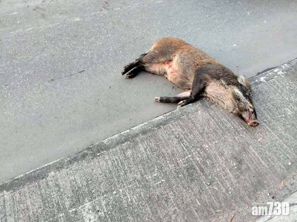 受傷野豬身上有血跡,並發出微弱的呼吸聲,懷疑被車撞倒。(船灣人FB)