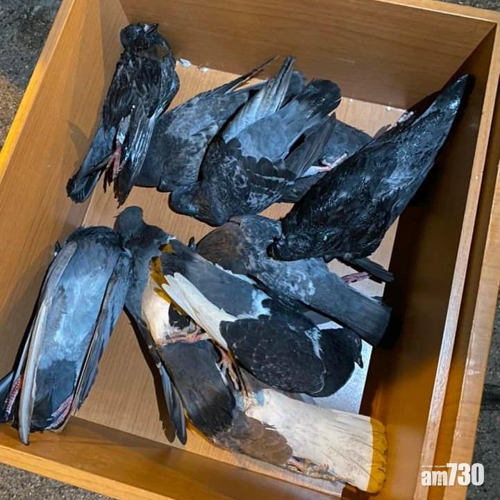 大埔富亨邨兩日共發現31具野鴿屍體。(何偉霖FB)