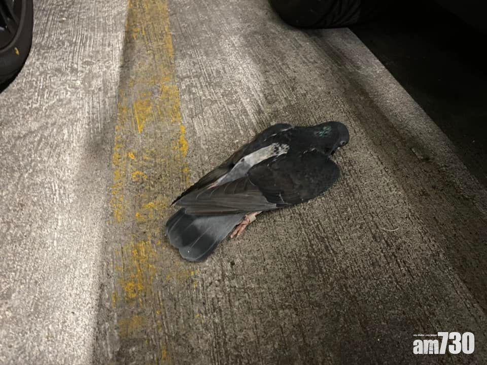 大埔富亨邨兩日共發現31具野鴿屍體。(何偉霖FB)