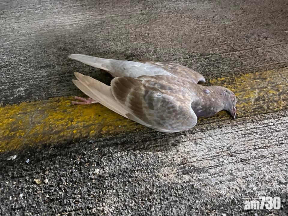 大埔富亨邨兩日共發現31具野鴿屍體。(何偉霖FB)