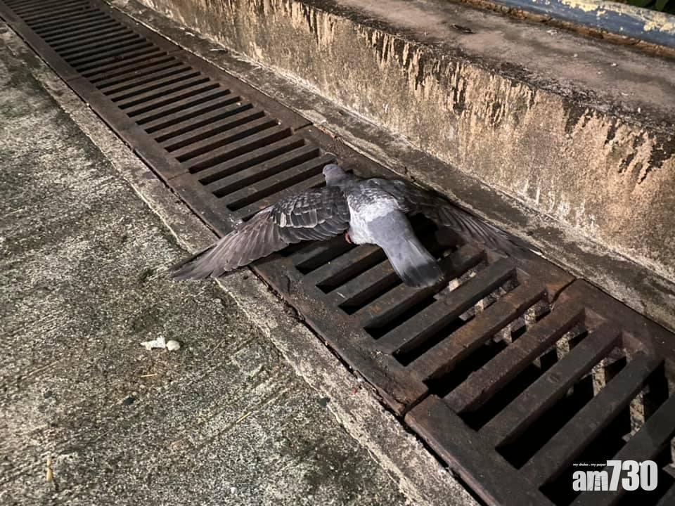 大埔富亨邨兩日共發現31具野鴿屍體。(何偉霖FB)