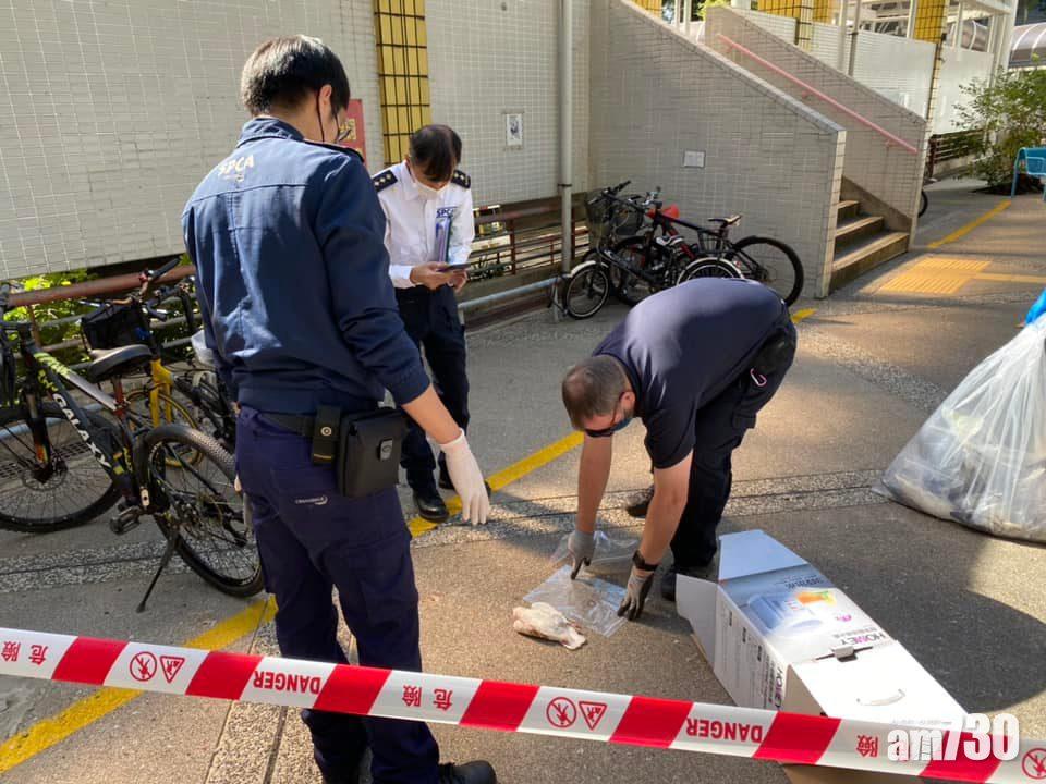 大埔富亨邨今日再發現13具野鴿屍體。(何偉霖FB)