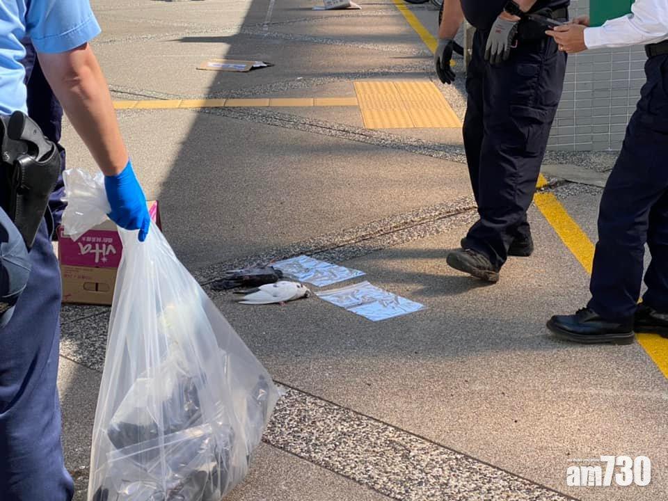 大埔富亨邨今日再發現13具野鴿屍體。(何偉霖FB)