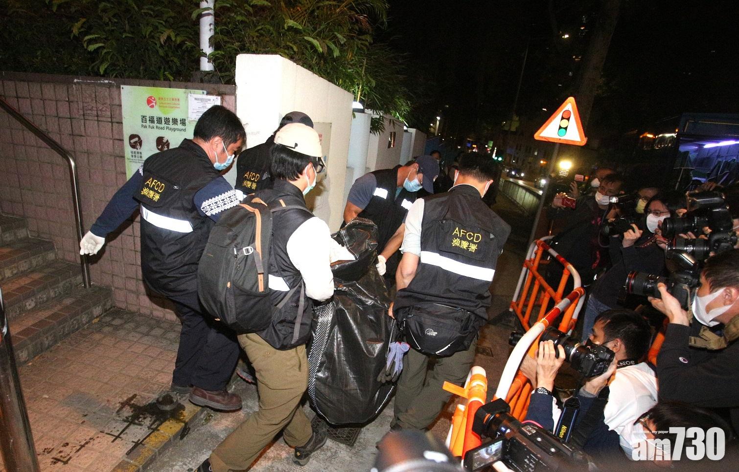 漁護署於北角百福道採取野豬捕捉行動。(資料圖片)
