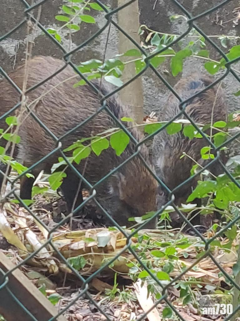 堅尼地城有野豬出沒。(香港野豬關注組FB)
