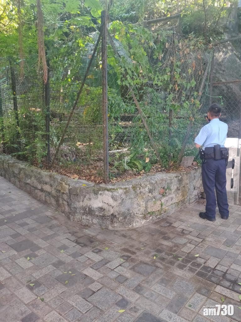 堅尼地城有野豬出沒。(香港野豬關注組FB)