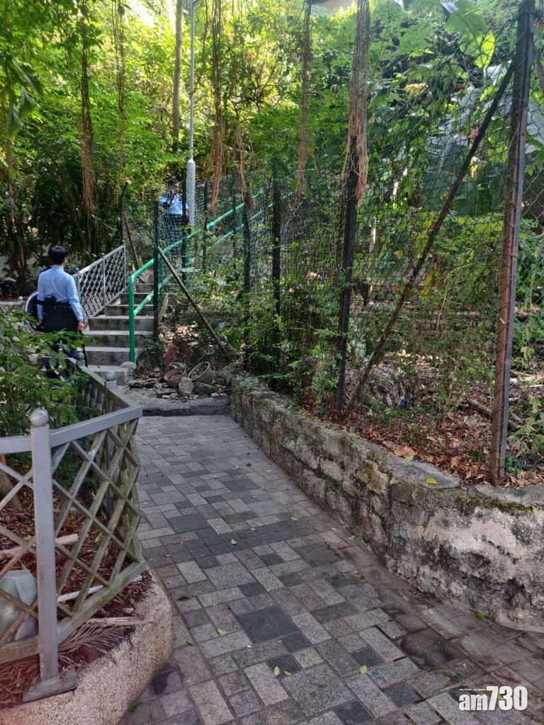 堅尼地城有野豬出沒。(香港野豬關注組FB)