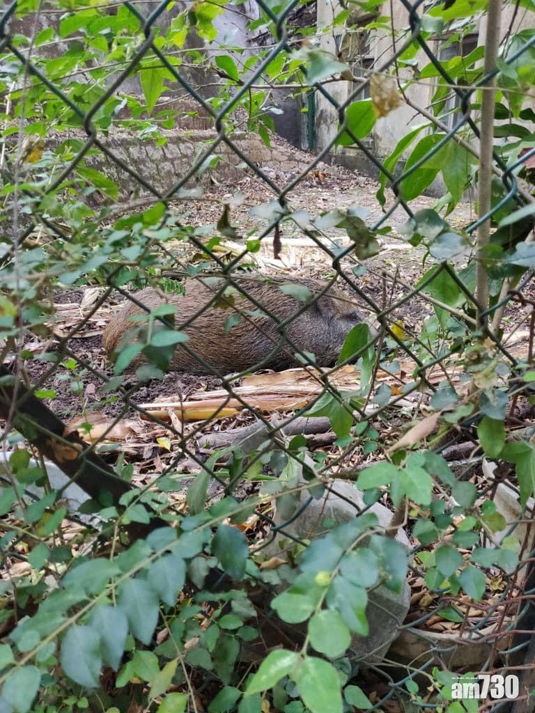 堅尼地城有野豬出沒。(香港野豬關注組FB)