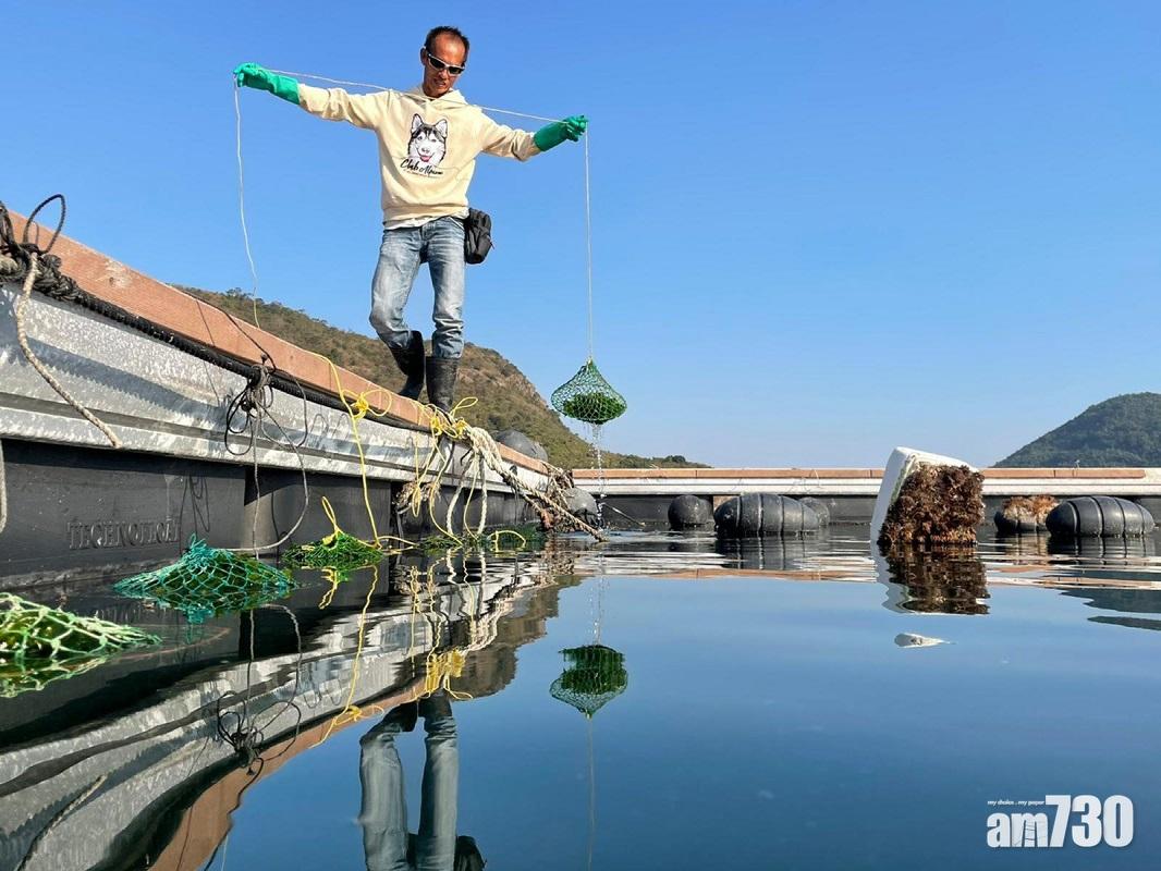 馬氏貝為濾食性生物,有存活率高成本低的特點。
