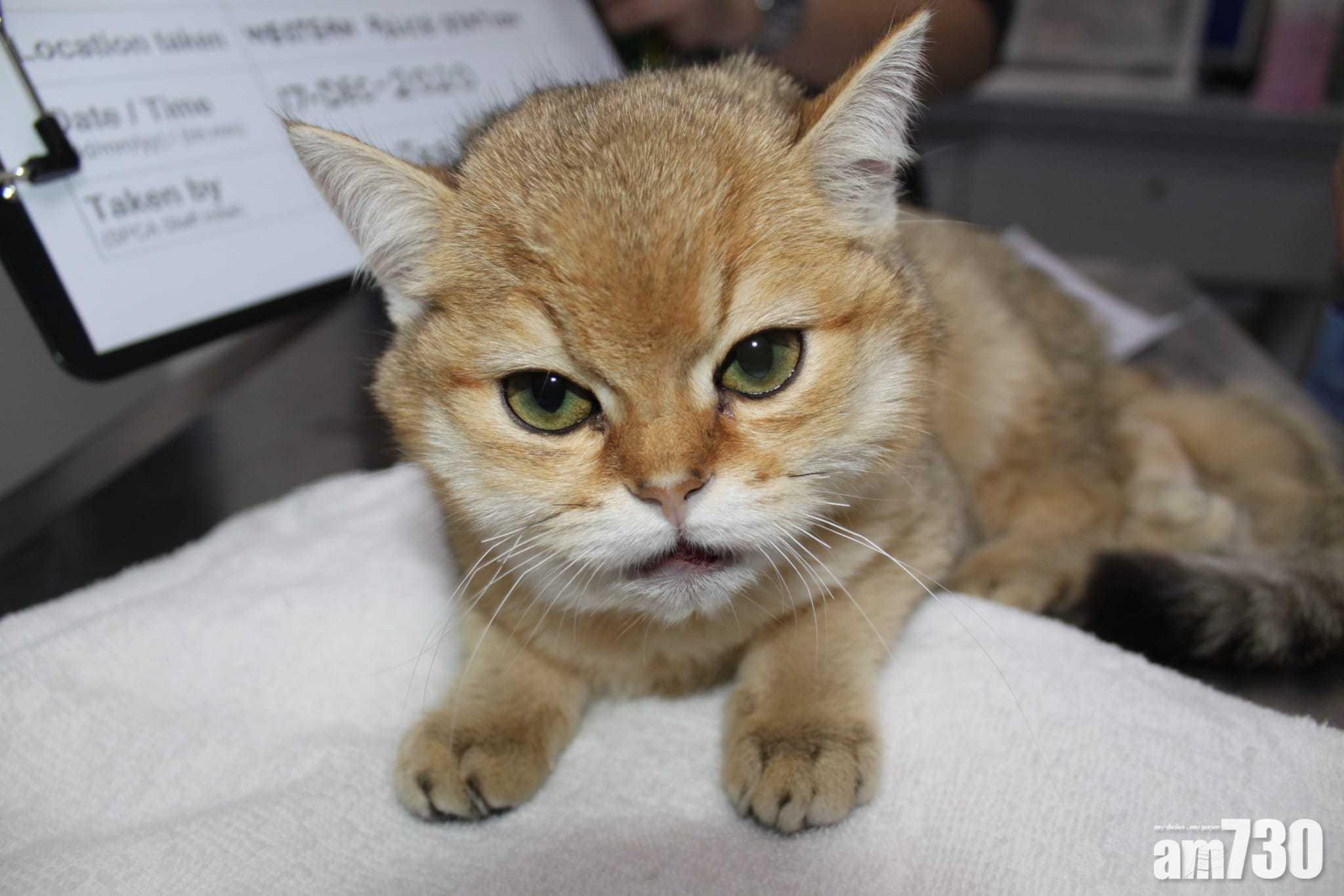 幼貓「薯條」目前由愛協照顧。(愛協提供)