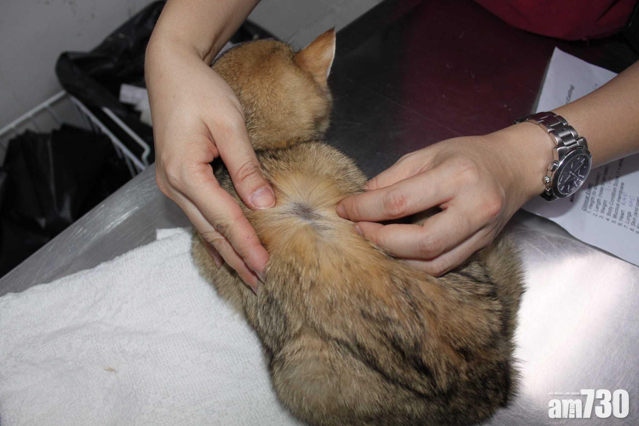 幼貓「薯條」目前由愛協照顧。(愛協提供)