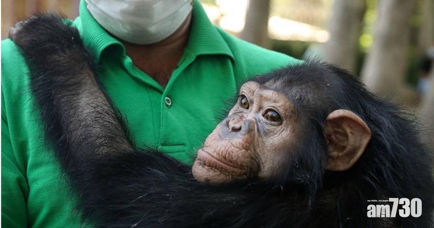 懷疑Baran對同類太好奇闖入黑猩猩家庭被襲擊。(網上圖片)