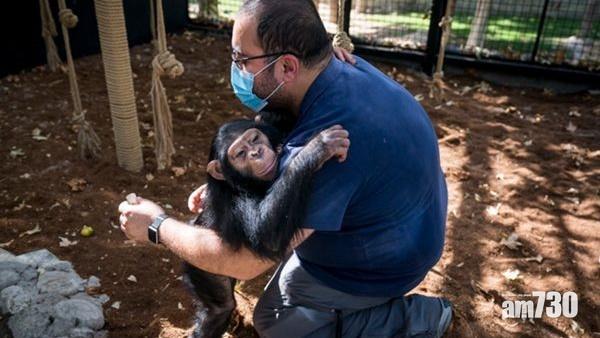 人類養大黑猩猩,學習回歸自然遭同類打死。(網上圖片)