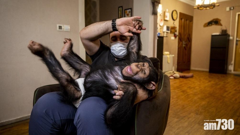 黑猩猩Baran因早產而遭母親遺棄,輾轉被送到德黑蘭動物園「Eram Park Zoo」,由獸醫親手餵奶、撫養長大。(網上圖片)