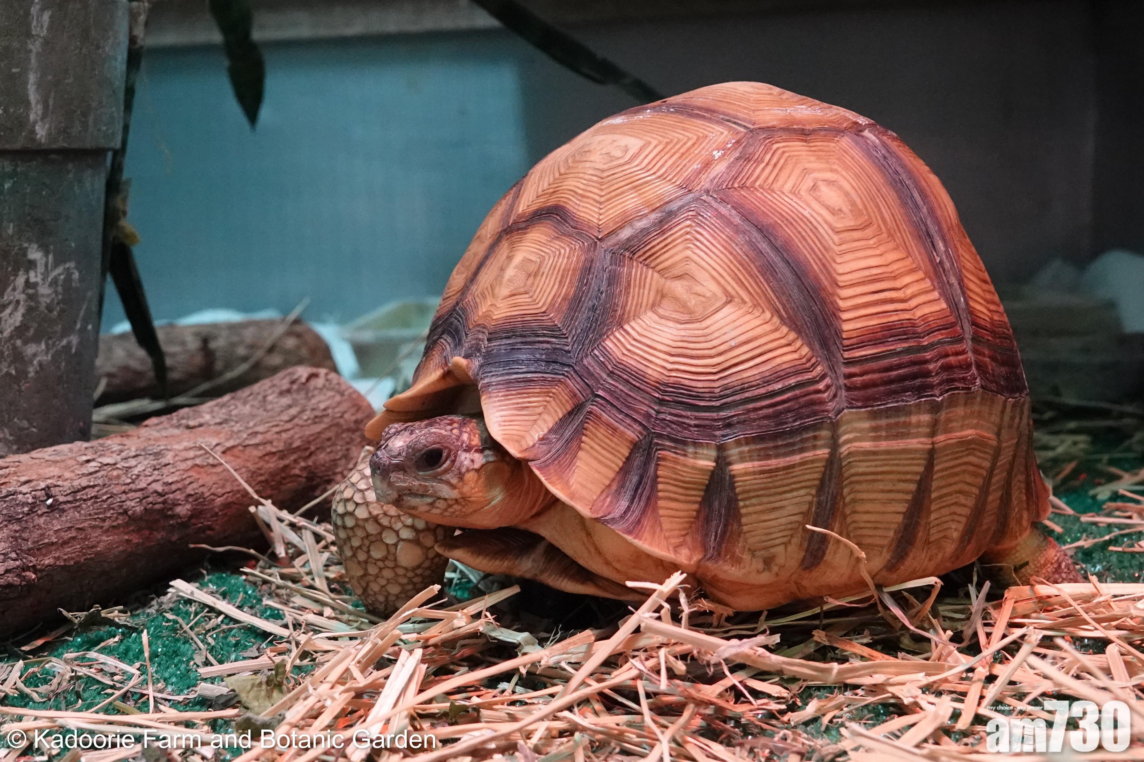 犁頭龜只能在馬達加斯加的一小部分地區找到。(嘉道理農場提供)