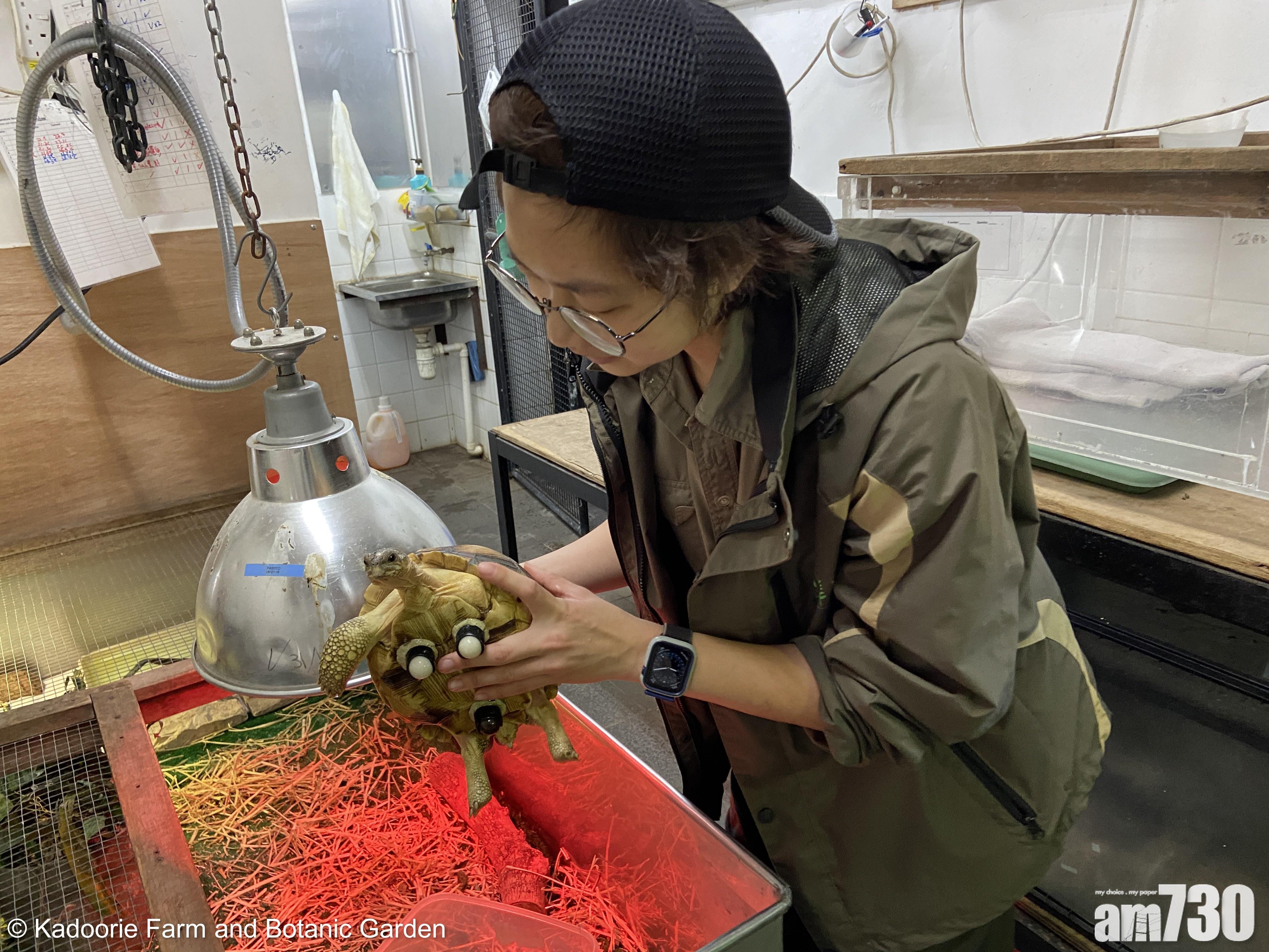 拯救團隊照顧了這隻犁頭龜超過兩年。(嘉道理農場提供)