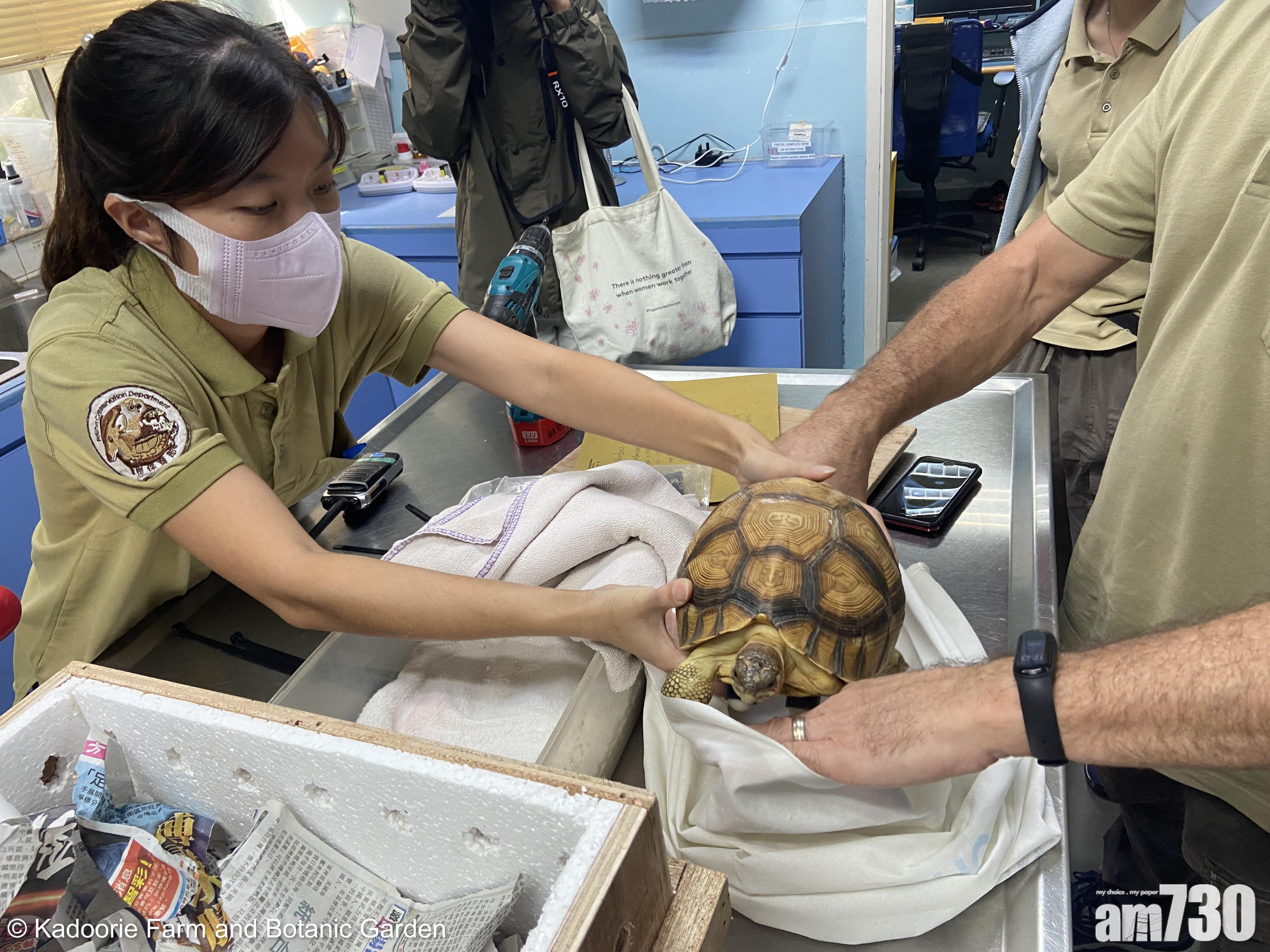 嘉道理農場我們很高興為牠在英國找到一個合適且永久的家。(嘉道理農場提供)