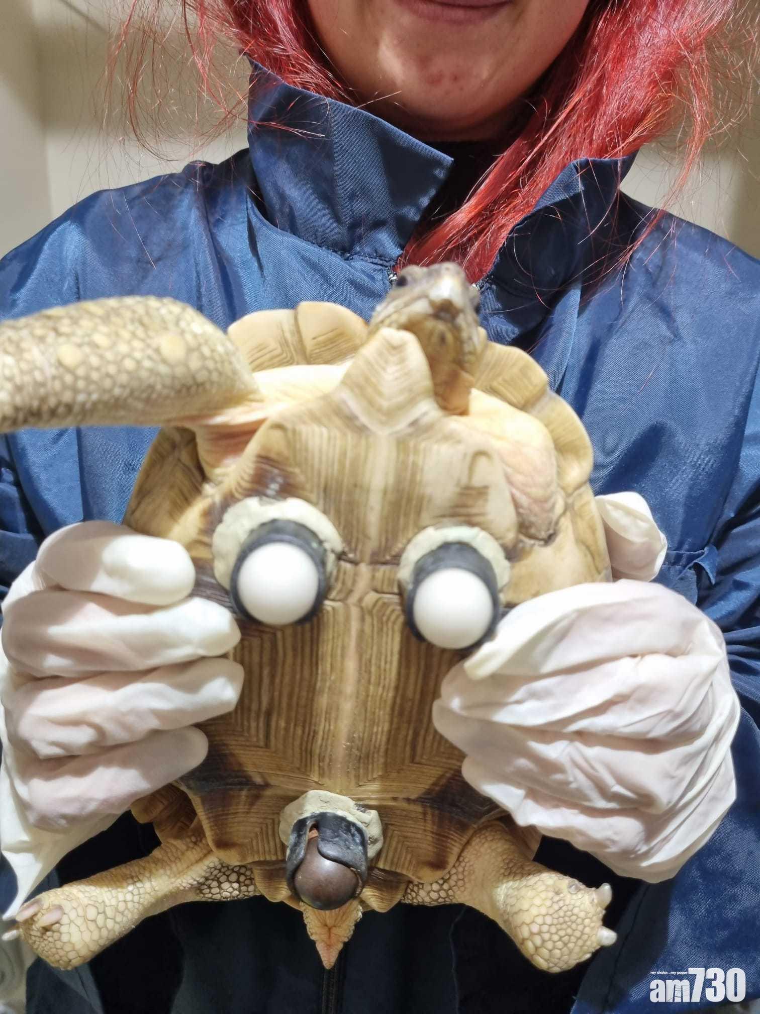 犁頭陸龜已順利到達英國的切斯特動物園,健康狀況不錯。(嘉道理農場提供)