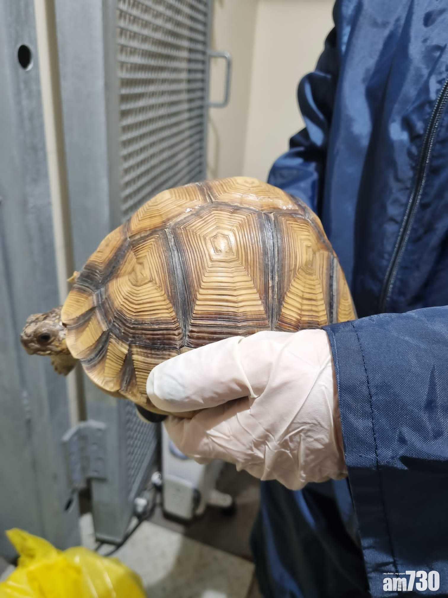犁頭陸龜已順利到達英國的切斯特動物園,健康狀況不錯。(嘉道理農場提供)