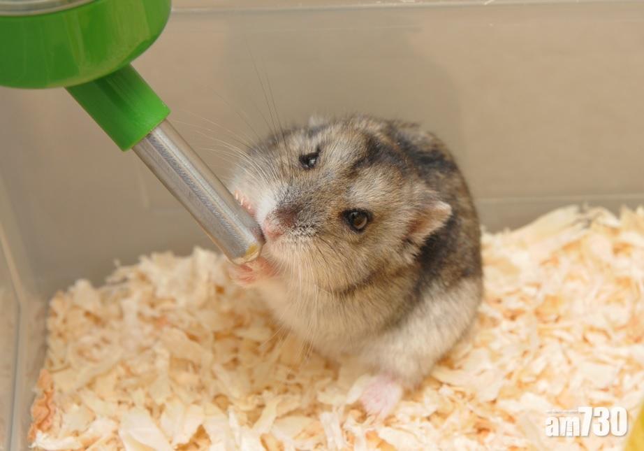 其他「侏儒倉鼠」品種沒有驗出帶有新冠病毒。(資料圖片)