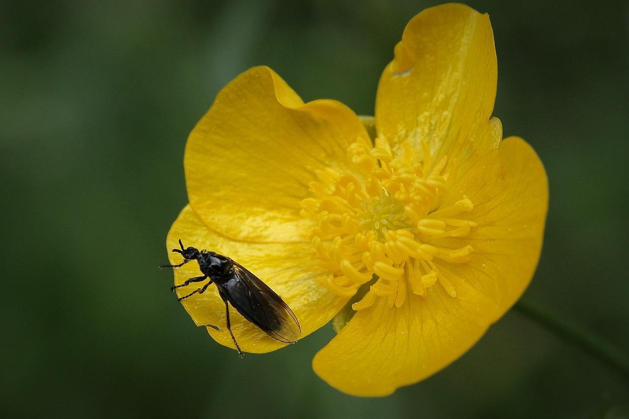 南韓愛情蟲大規模入侵 路邊交疊困擾市民遊(示意圖/pixabay)