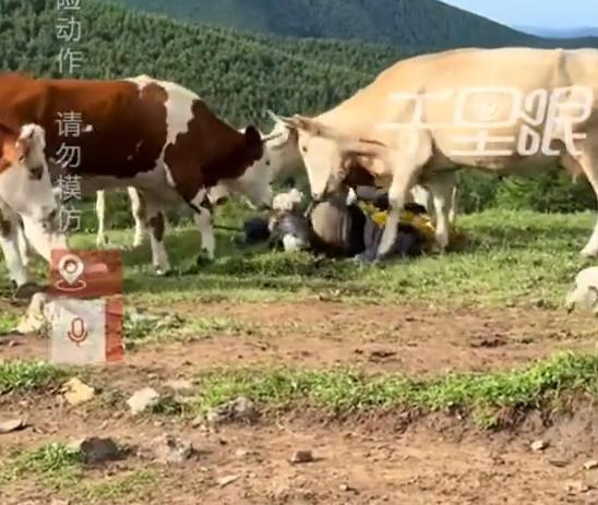 畫面顯示一名男遊客遭牛群攻擊。(新浪微博)