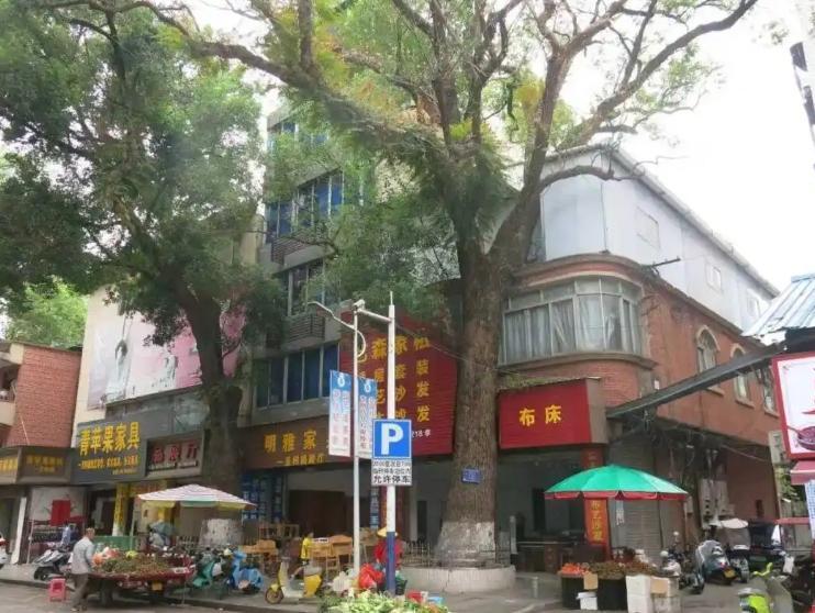 投毒者曾某因認為古樟樹枝葉遮擋屋企採光,竟萌生「落毒」念頭。(人民日報)