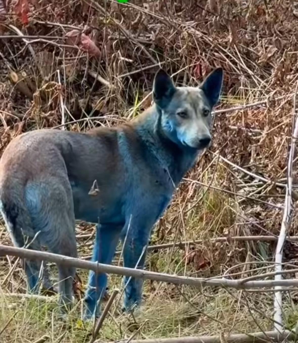 烏克蘭切爾諾貝爾核災地點附近出現藍色的流浪狗。