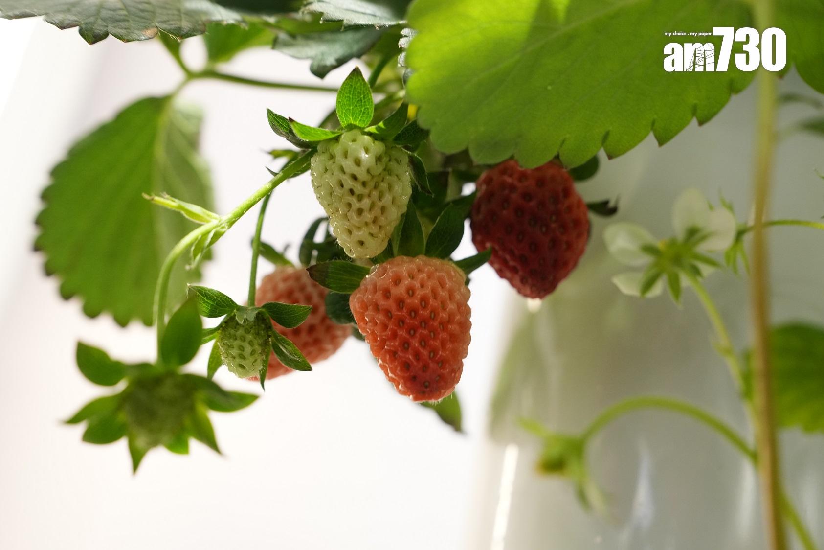 元朗新盤|雨後會所「Club ATR」面積3.7萬方呎 自設水耕種植場為住戶提供蔬果