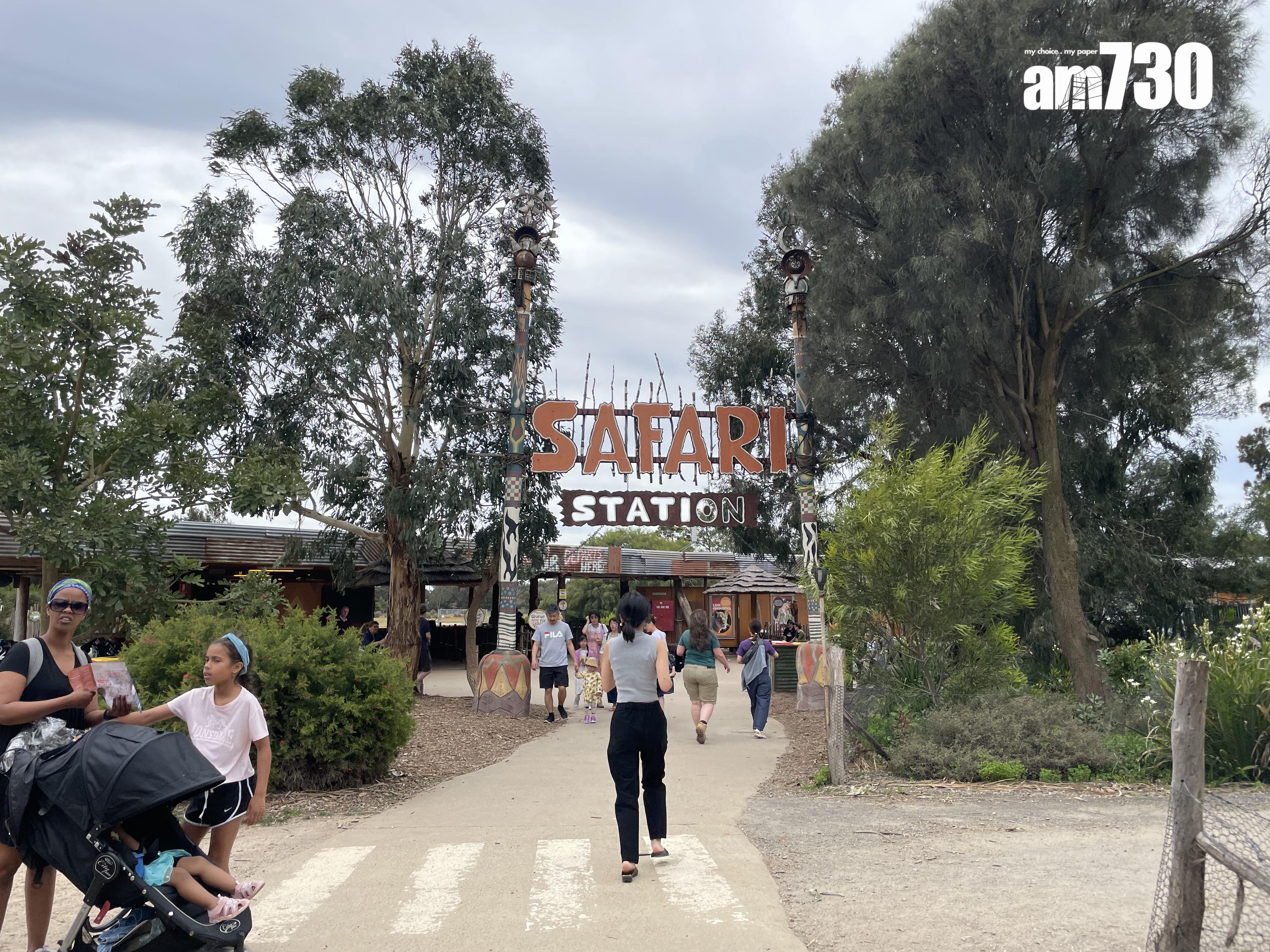大家只需要於指定時間內,在園內的Safari Station等候。(劉韻瑩攝)