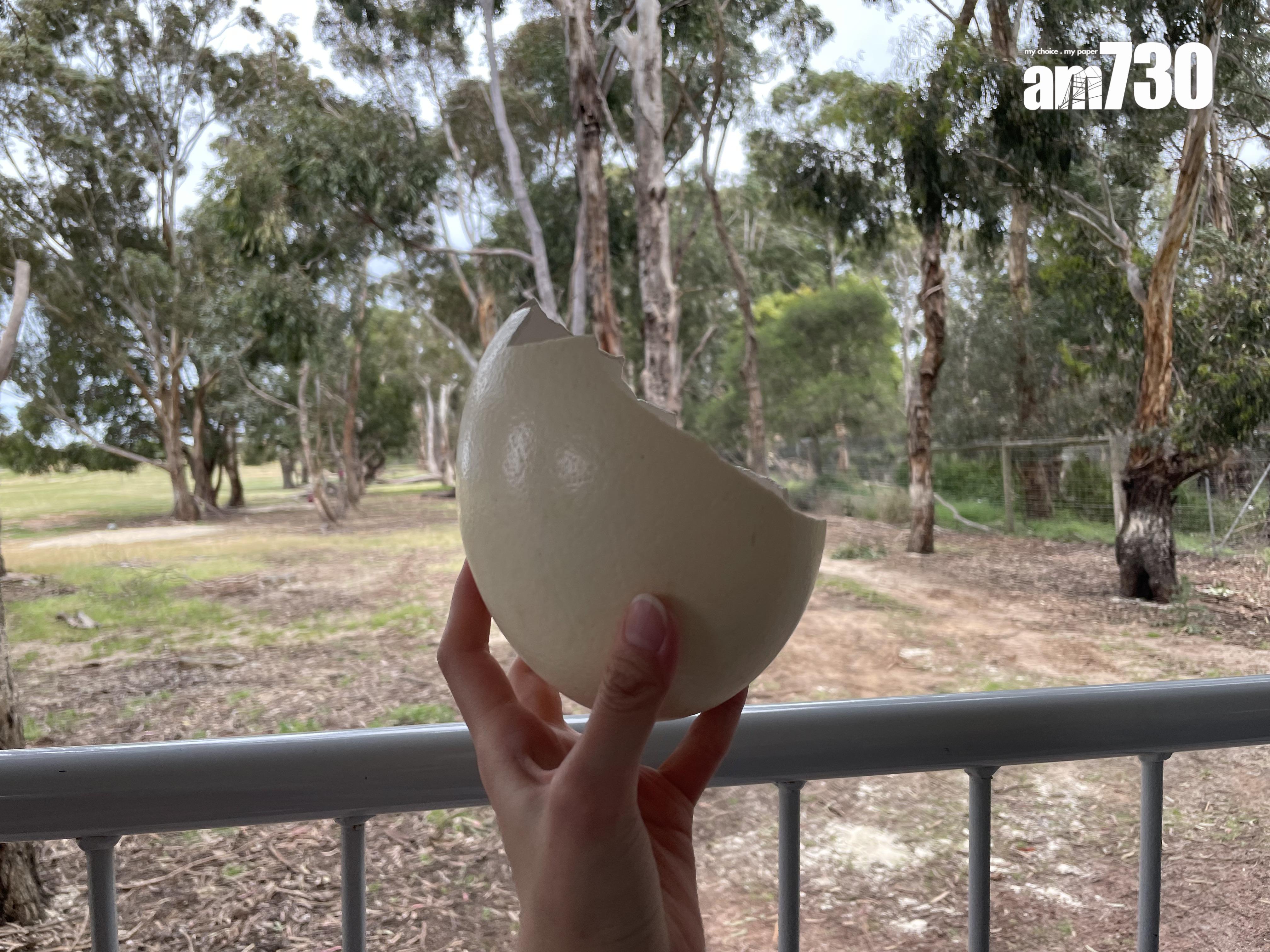 這個1:1鴕鳥蛋殼,比成人的手掌還要大。