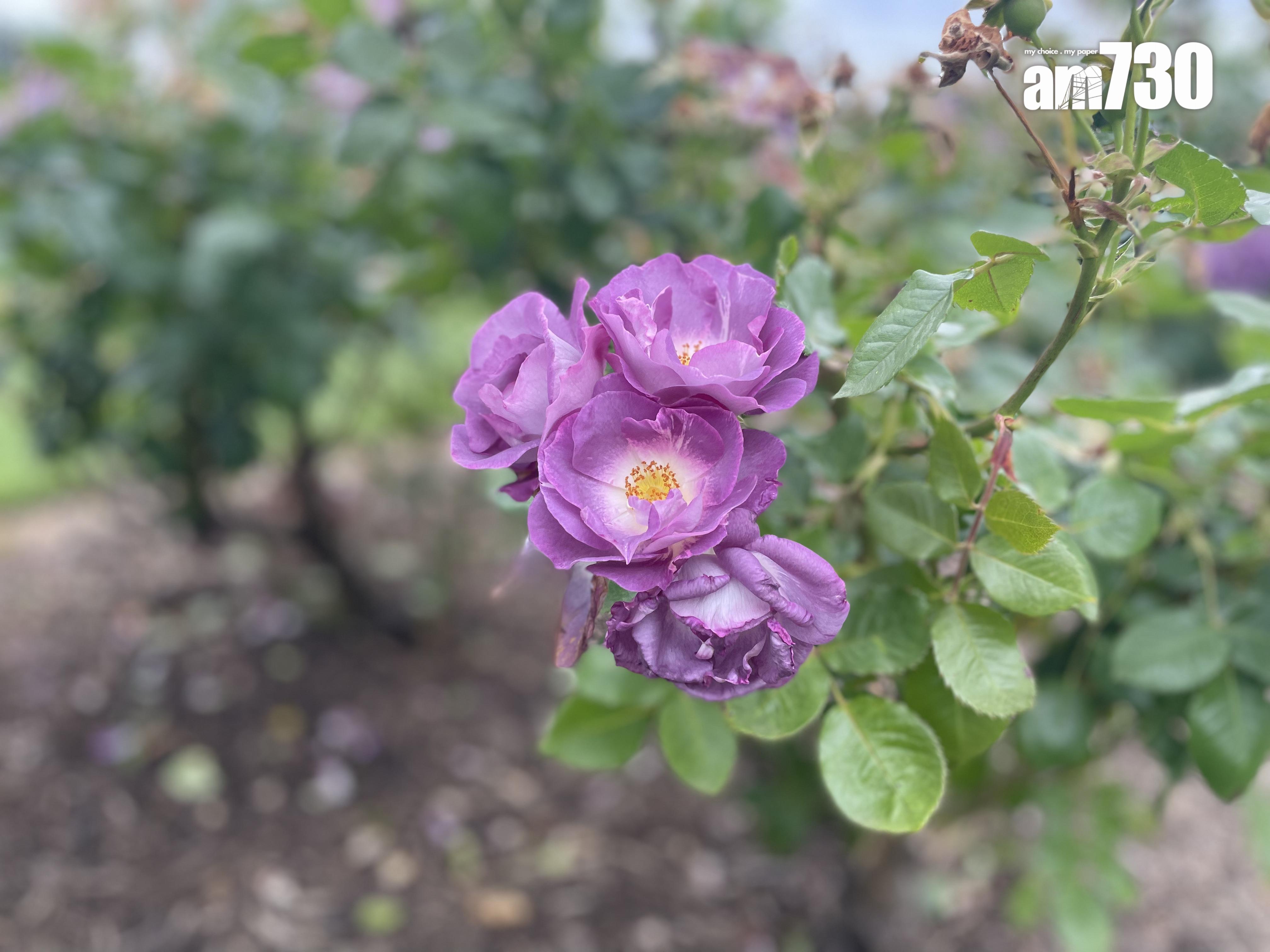每一個花瓣區域都有不同顏色的玫瑰,非常壯觀。