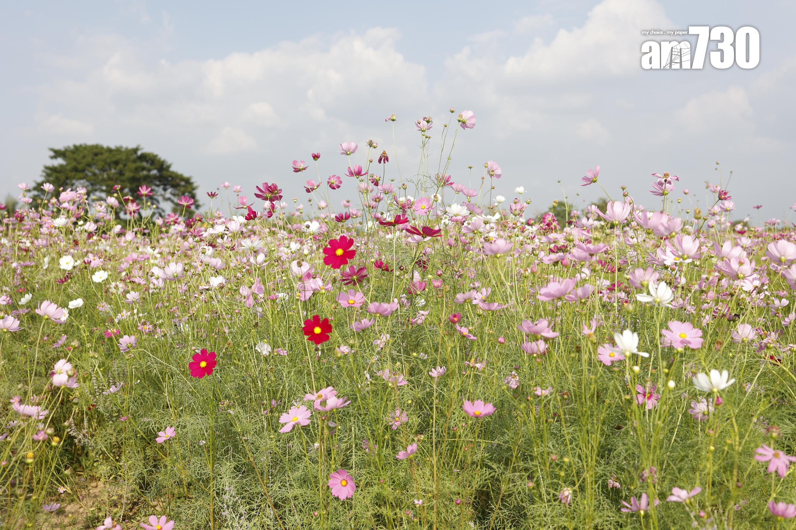 紫錐花 (劉韻瑩攝)