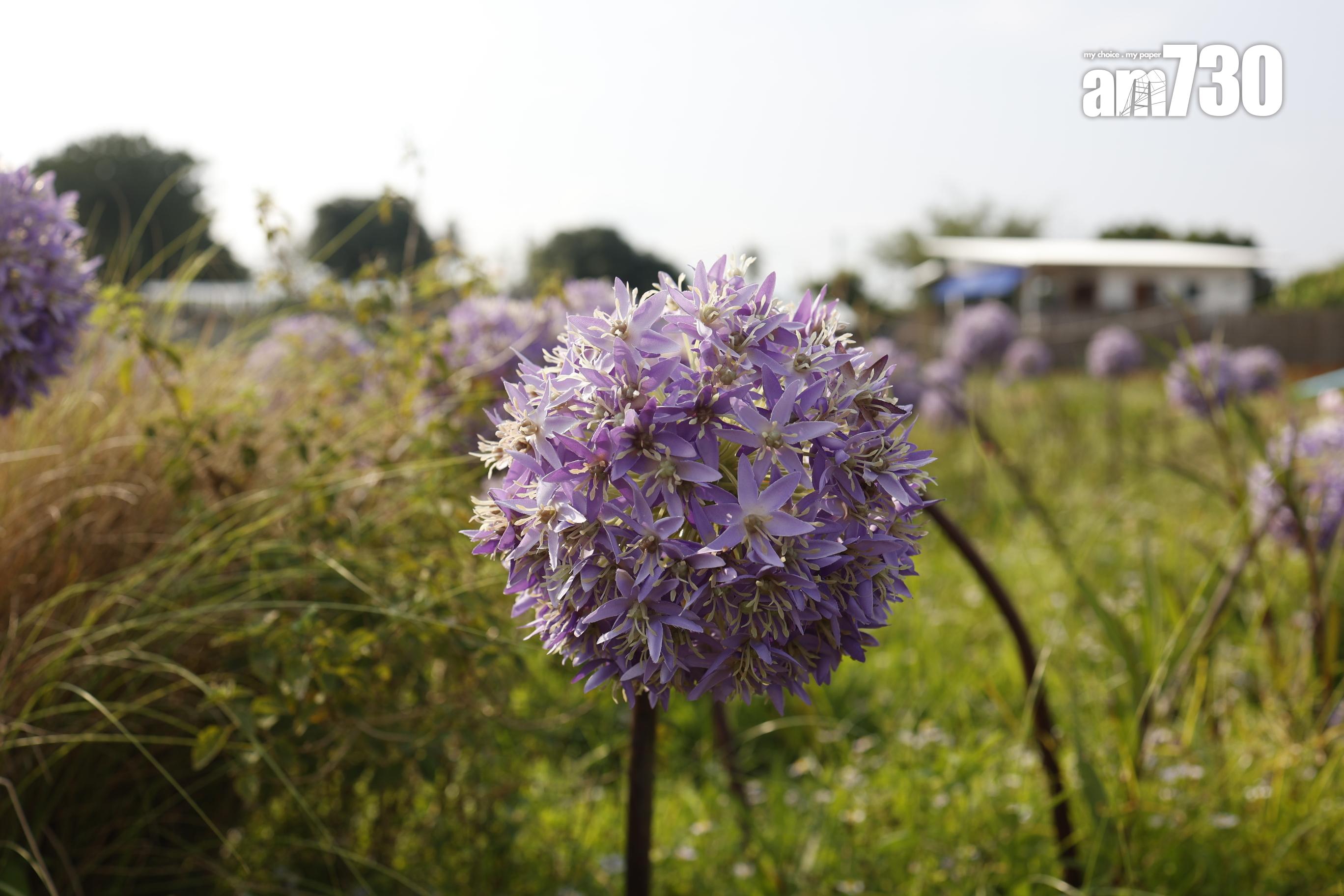 紫蔥花 (劉韻瑩攝)