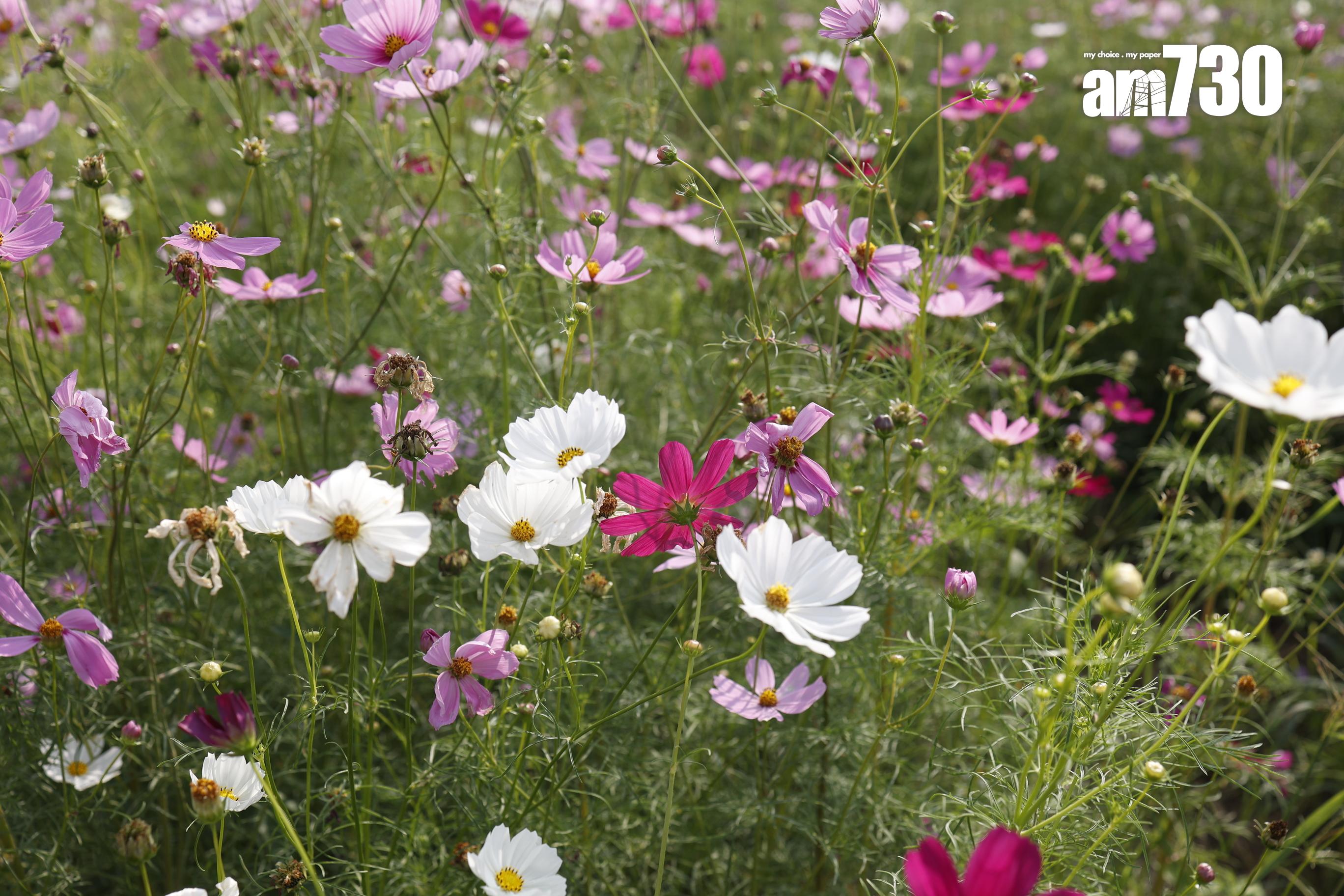 紫錐花 (劉韻瑩攝)