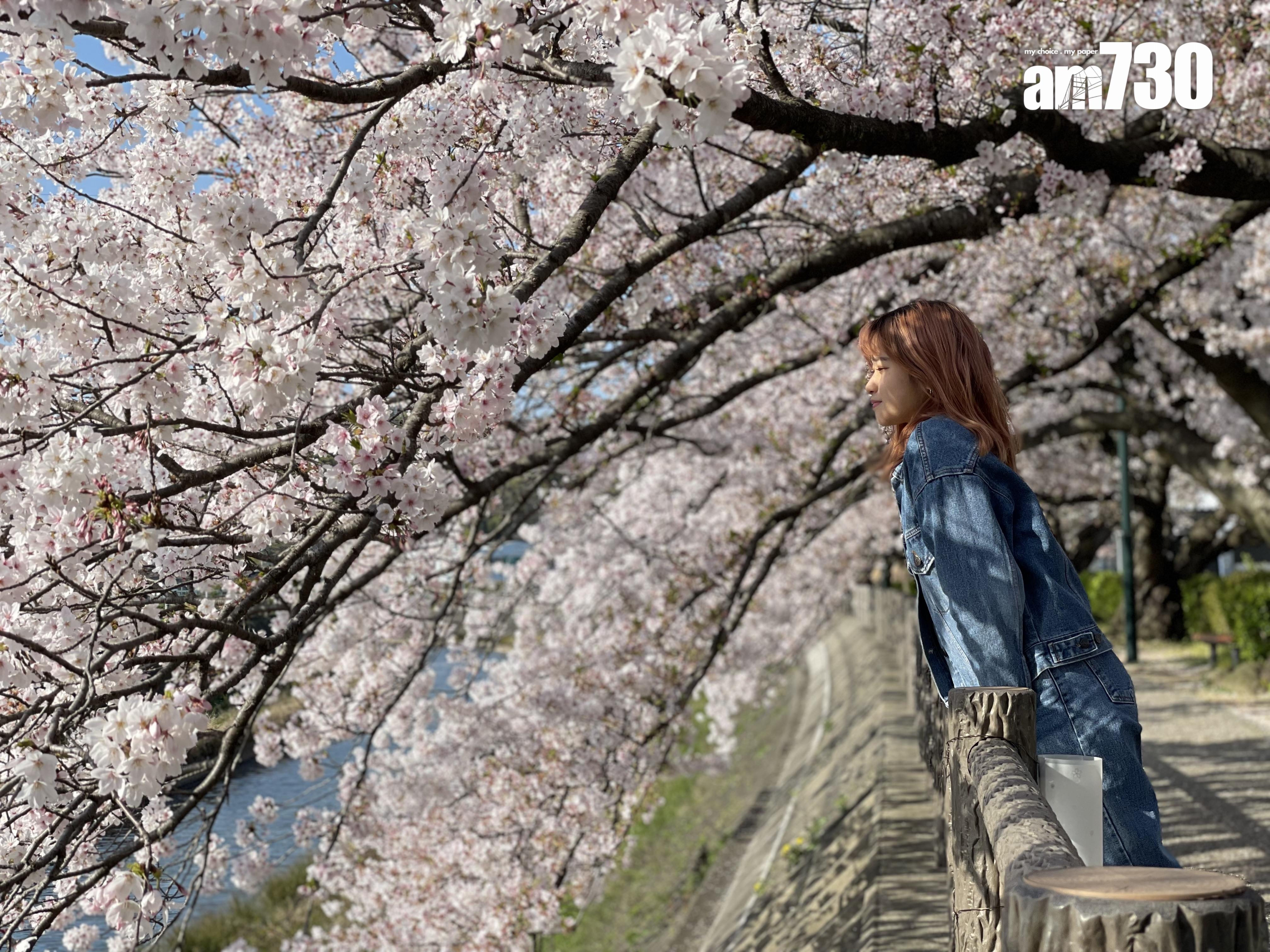 形成一條小型的櫻花隧道,打卡一流!